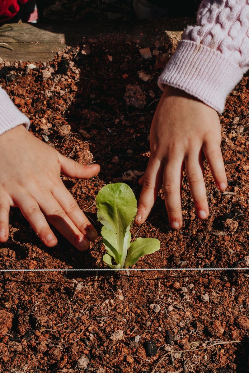 Mãos de criança plantando uma muda na horta